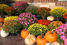photo of fall mums