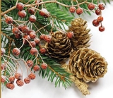 photo of pinecones